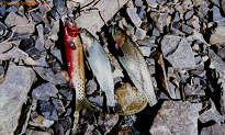 Cutthroats and Golden trout from Lilly Lake