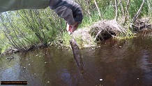 Trout stream in Michigan upper peninsual
