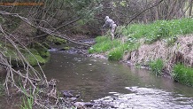 Kepler Creek, a Wisconsin trout stream in Richland County.