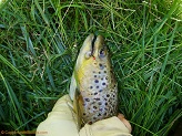13 inch brown trout from Left Fork Huntington Creek
