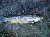 13 inch brown trout from Right Fork Huntington Creek