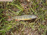 Brook trout and royalwulf