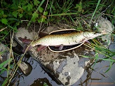 Musky from Wisconsin's Black River