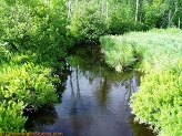 South Fork Copper River, a trout stream in WC Wisconsin.