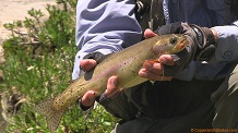 Golden trout hybrid