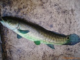 Green dog fish from Crawfish River
