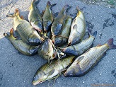 Fish from the Beaver Dam River