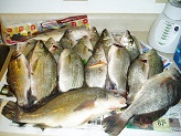 White bass and sheepshead from Bark River