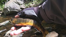 Fishing Red Run Creek, West Virginia