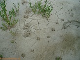 Grizzly bear tracks near South Fork Shoshone River