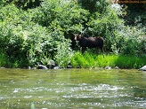 Tongue River Moose in Wyoming