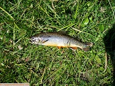 North Fork Tongue River brook trout