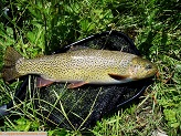 15 inch cutthroat North Fork Tongue River