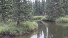 Fishing Jarvis Creek, Alberta