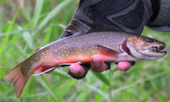 Nice brook trout, DVD Trailer 2