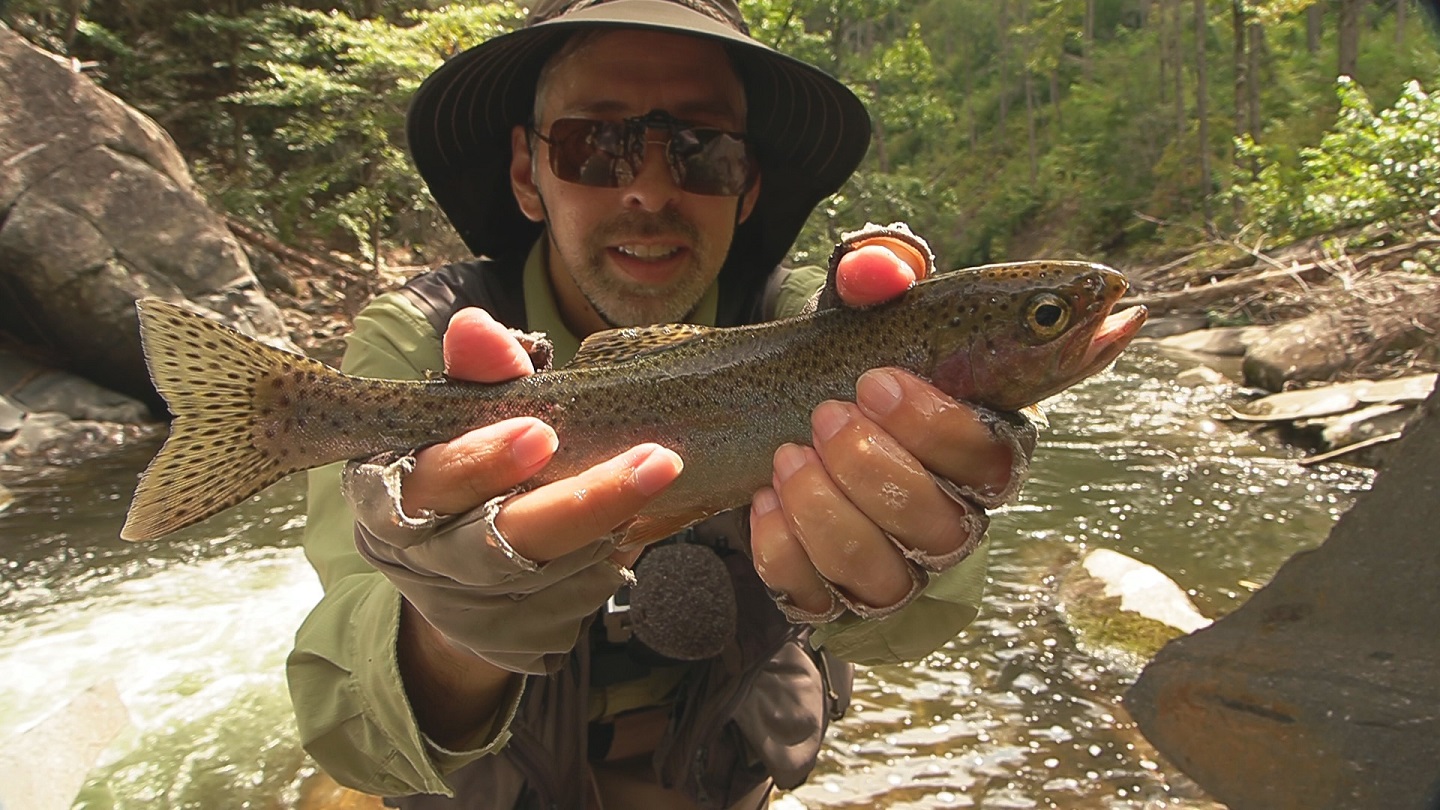 Rainbow Trout from Consauga River, Georgia