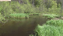 Trout stream in Michigan upper peninsual
