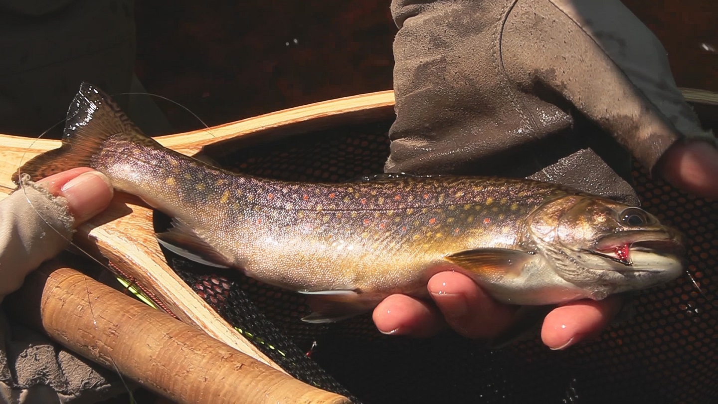 Brook trout from Gooseberry Creek