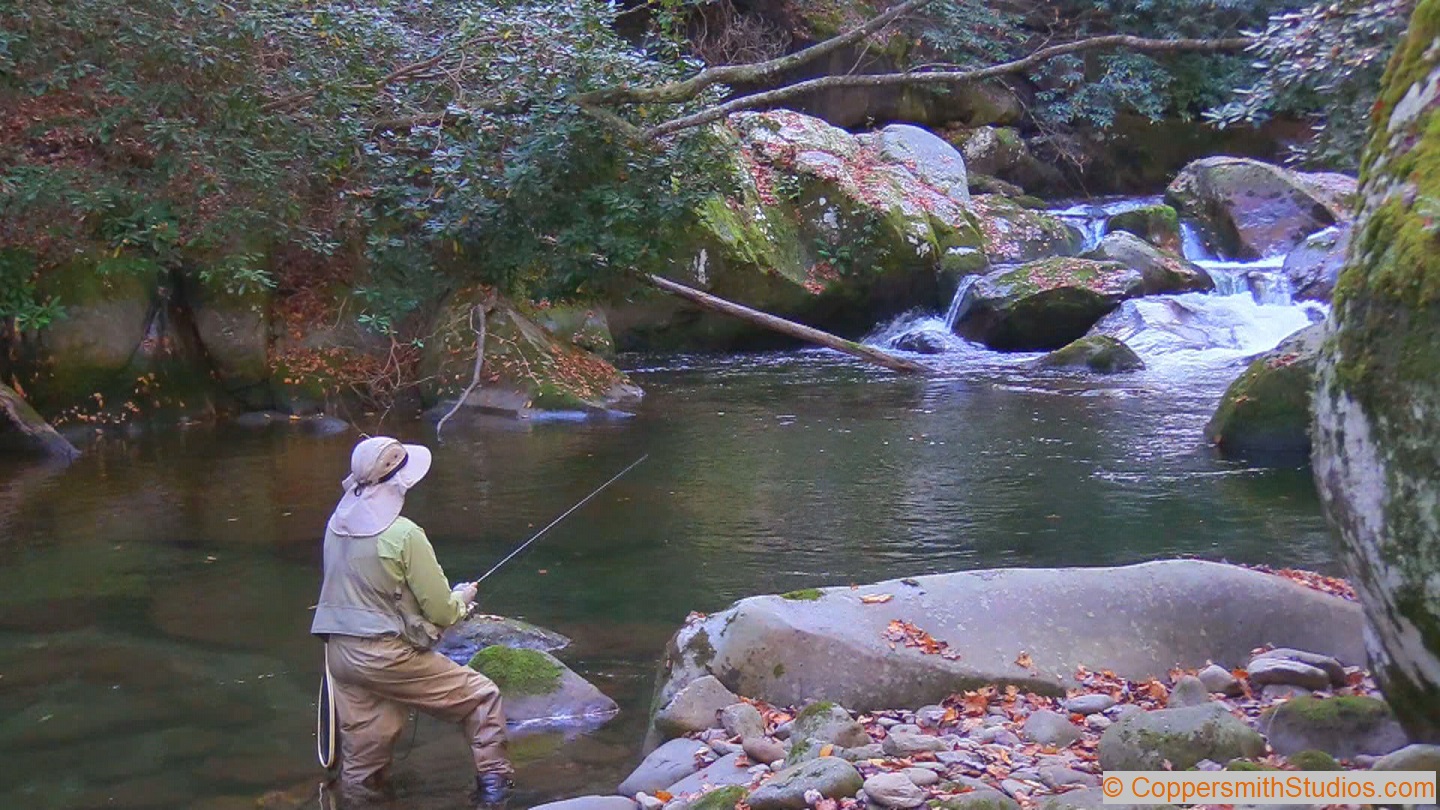 Trout stream in North Carolina.
