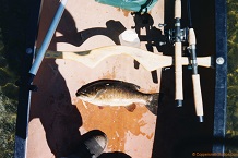 17 inch Bird Lake smallmouth bass