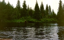 Fire River moose