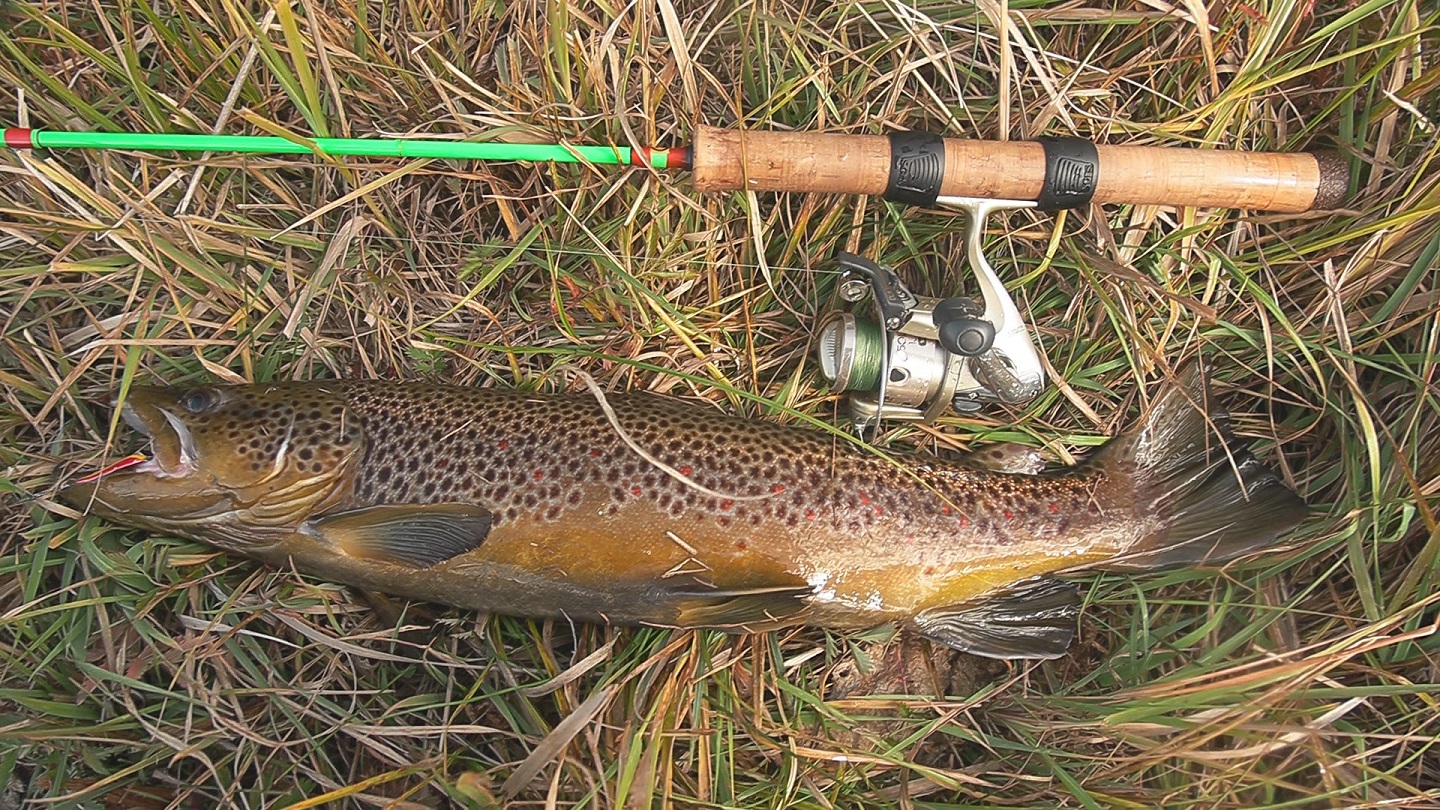 21 inch brown trout from Flint Creek, Montana