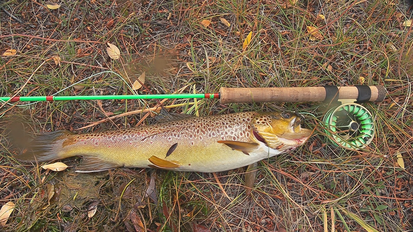 19 inch brown trout from Muddy Creek, Colorado