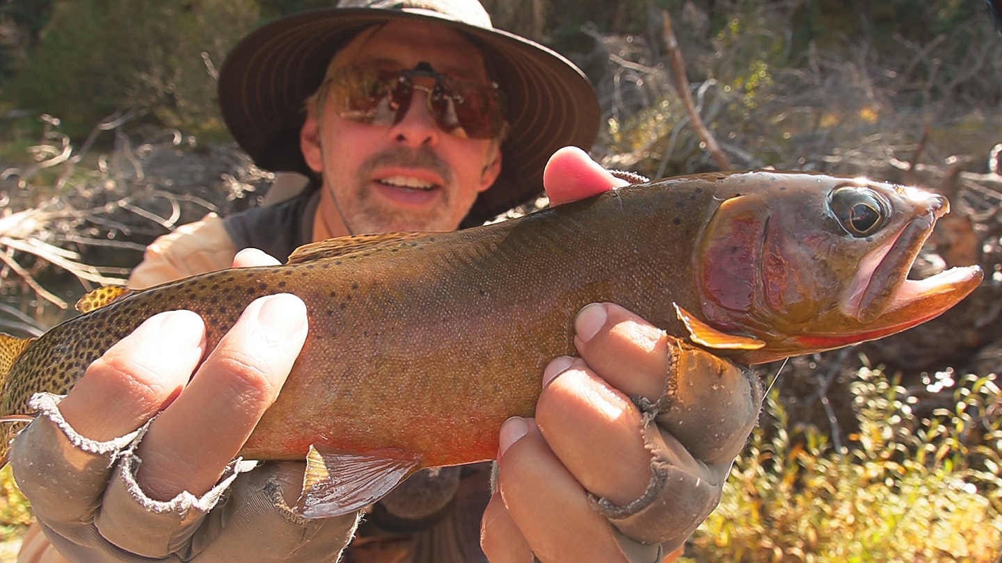 14 inch cutthroat trout from west fork rock creek, MT