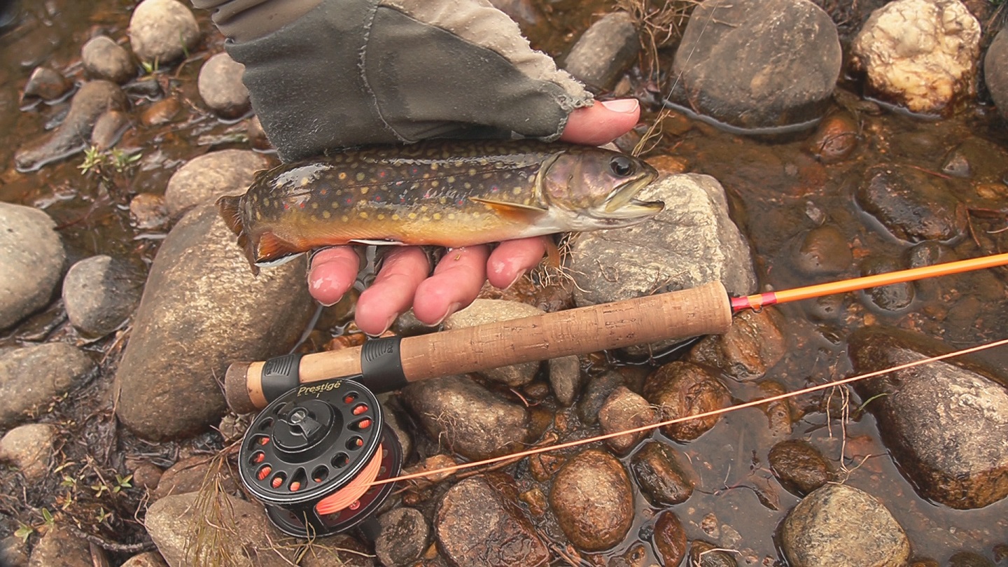 9 inch brook trout from Middle Fork Williams Fork River