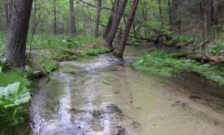 Silver Creek, a Wisconsin trout stream