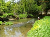 Billings Creek, a Wisconsin trout stream in Vernon County.