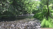 Little La Crosse River, a Wisconsin trout stream in Monroe County.