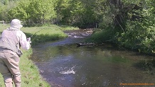 Rullands Coulee Creek, a Wisconsin trout stream in Monroe County.