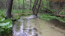 Silver Creek, a Wisconsin trout stream in Monroe County.