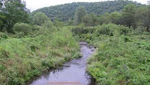 Spring Coulee Creek, a Wisconsin trout stream in Vernon County.