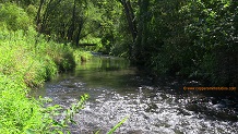 Springville Branch, a Wisconsin trout stream in Vernon County.