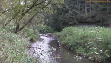 Warner Creek, a Wisconsin trout stream in Vernon County.