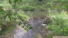Weister Creek, a Wisconsin trout stream in Vernon County.