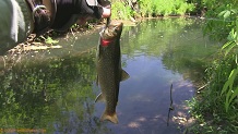 Trout stream in Southwest Wisconsin.