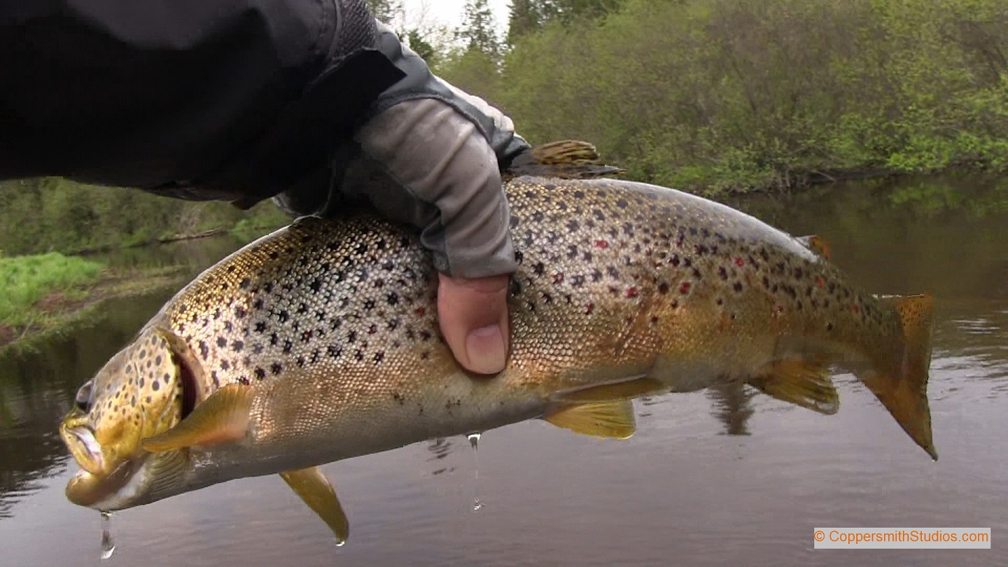 A 19 inch brown trout from Michigan