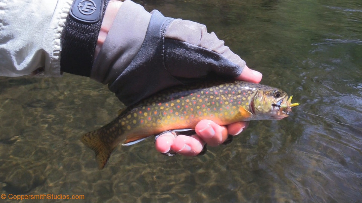 Virginia trout stream
