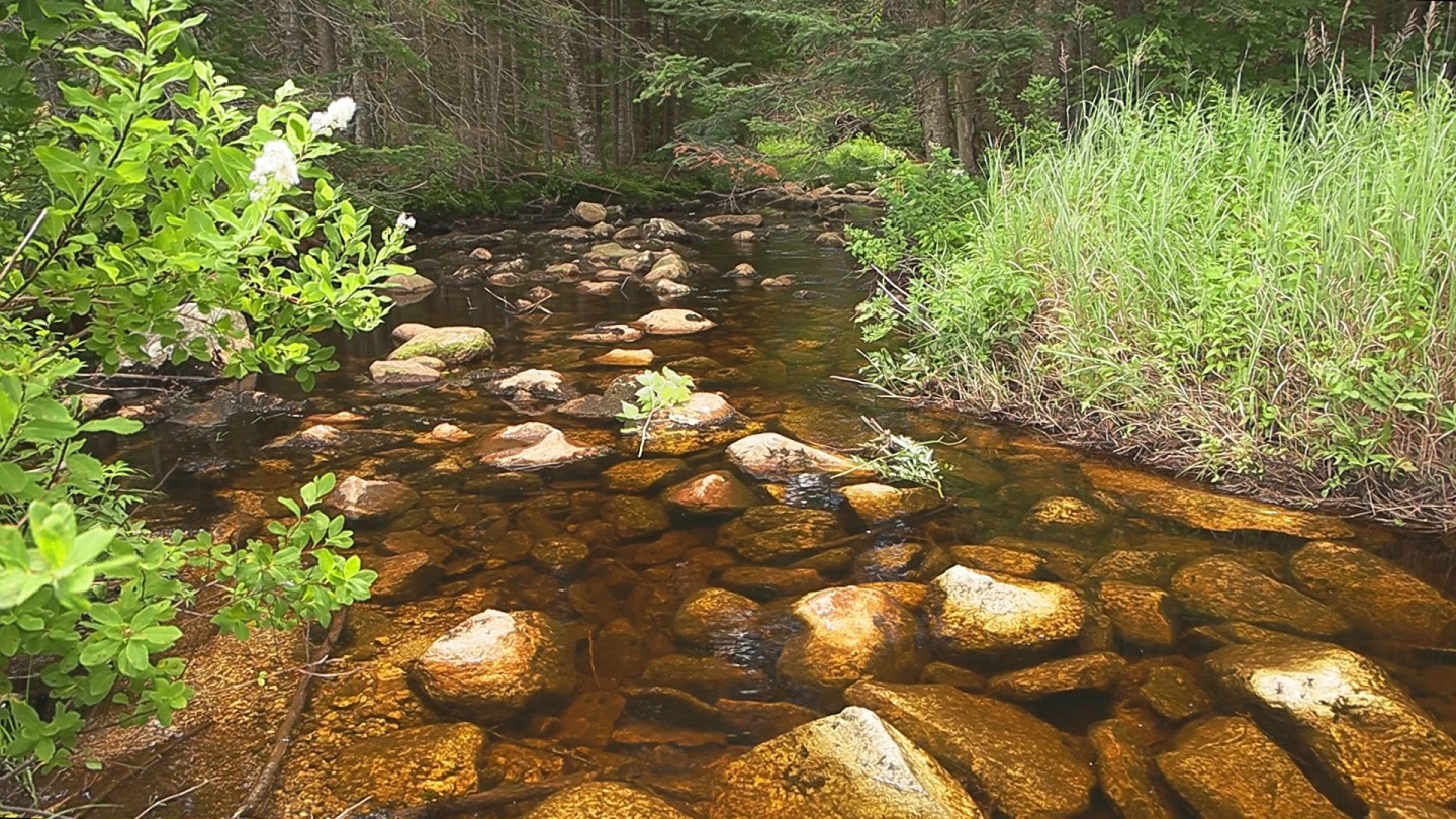 Black Brook, a Vermont trout stream