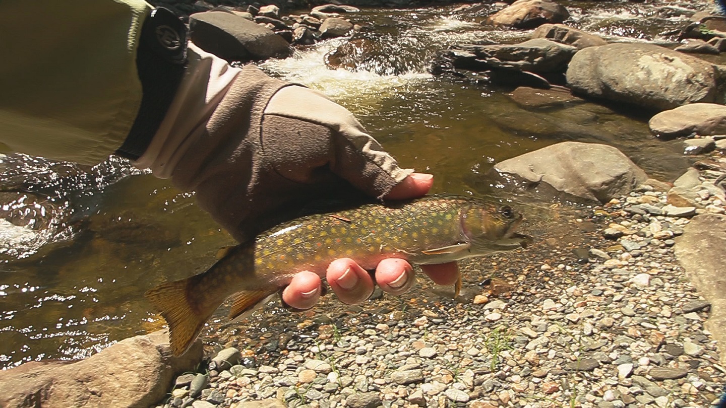 Brook trout from Green River, Vermont