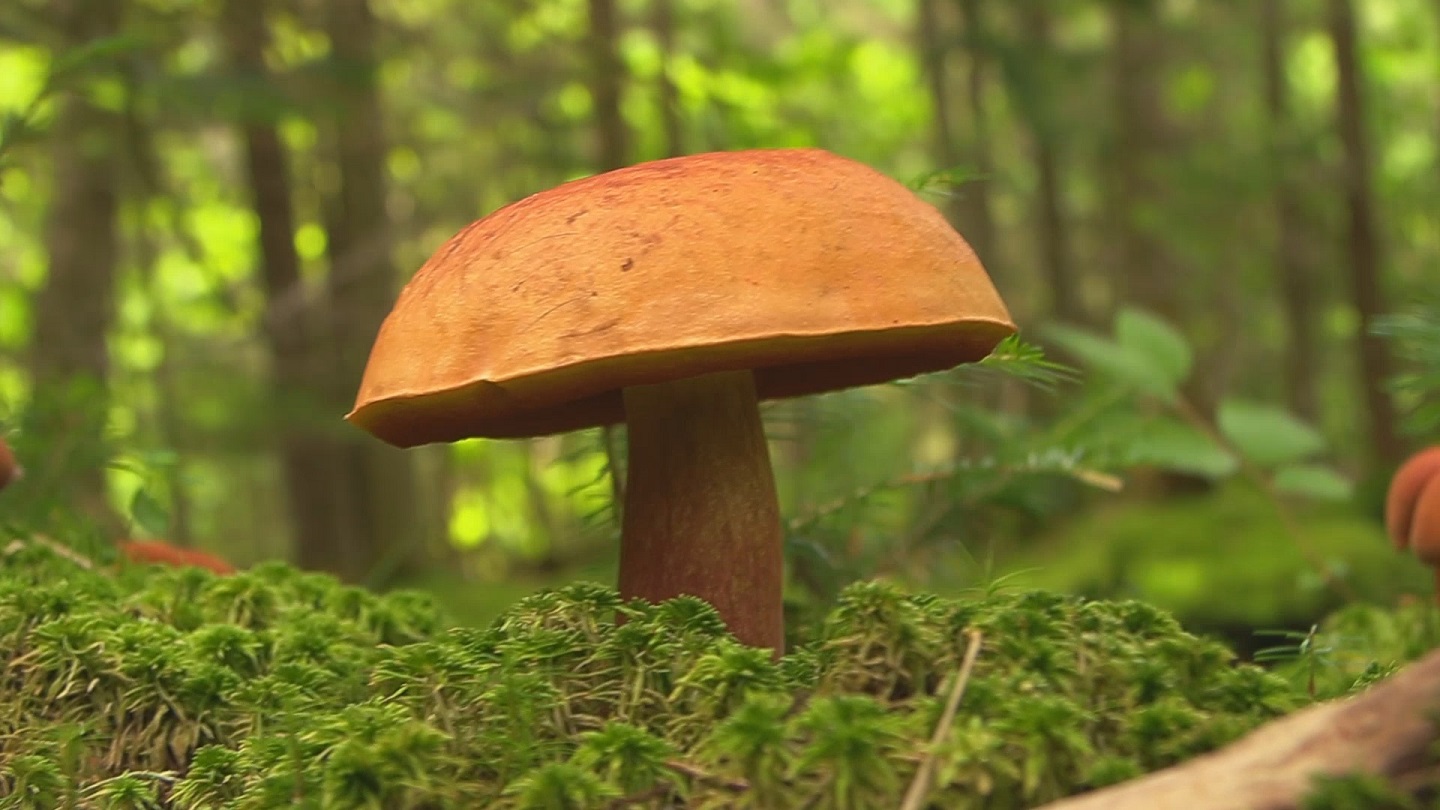 Chanterelle Mushroom, Green Mountains of Vermont
