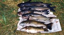 Fish from the lower Black River, WI