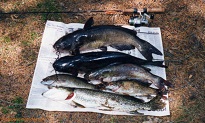 A mess of fish from lower Black River, WI
