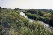 Bluff Creek, a trout stream in SE Wisconsin.