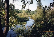 Bluff Creek, a trout stream in SE Wisconsin.