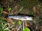 Plover River brook trout.