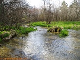 Mecan River, a trout stream in East Central Wisconsin.
